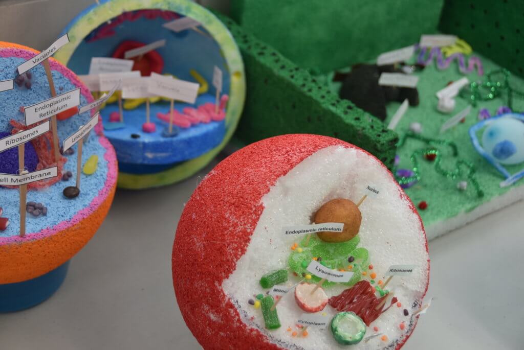 7th Grade Creative Cells - Everest Collegiate High School & Academy